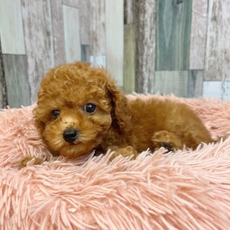静岡県のトイプードル(トイ) (犬の家＆猫の里マークイズ静岡店/2025年7月12日生まれ/男の子/レッド)の子犬の2枚目の画像