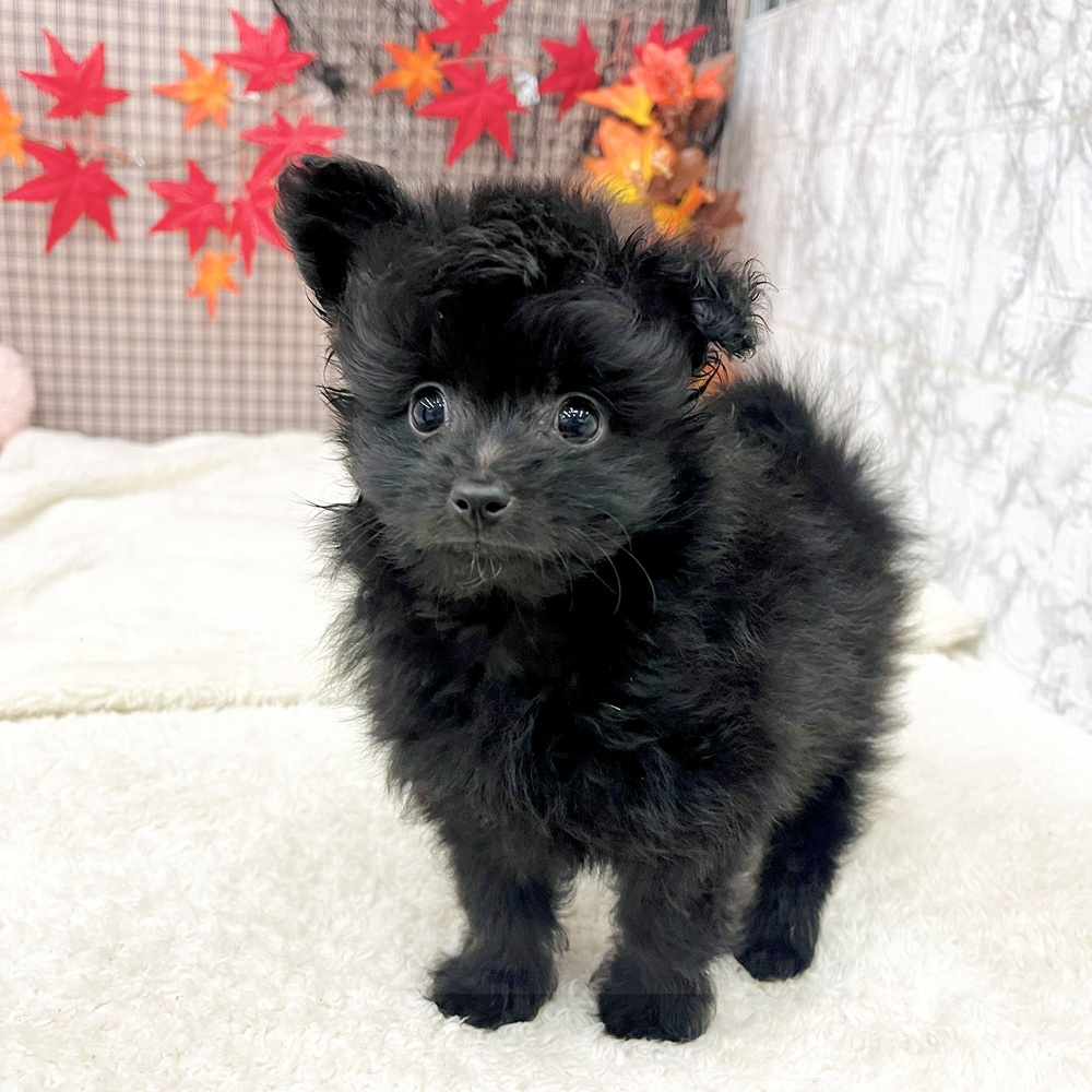 愛知県のポメプー(ポメラニアン×プードル) (犬の家＆猫の里エアポートウォーク店/2025年7月15日生まれ/男の子/ブラック)の子犬の2枚目の画像