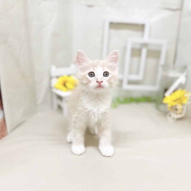 静岡県のノルウェージャンフォレストキャット (犬の家＆猫の里藤枝店/2025年7月14日生まれ/男の子/クリームタビーホワイト)の子猫の1枚目の画像