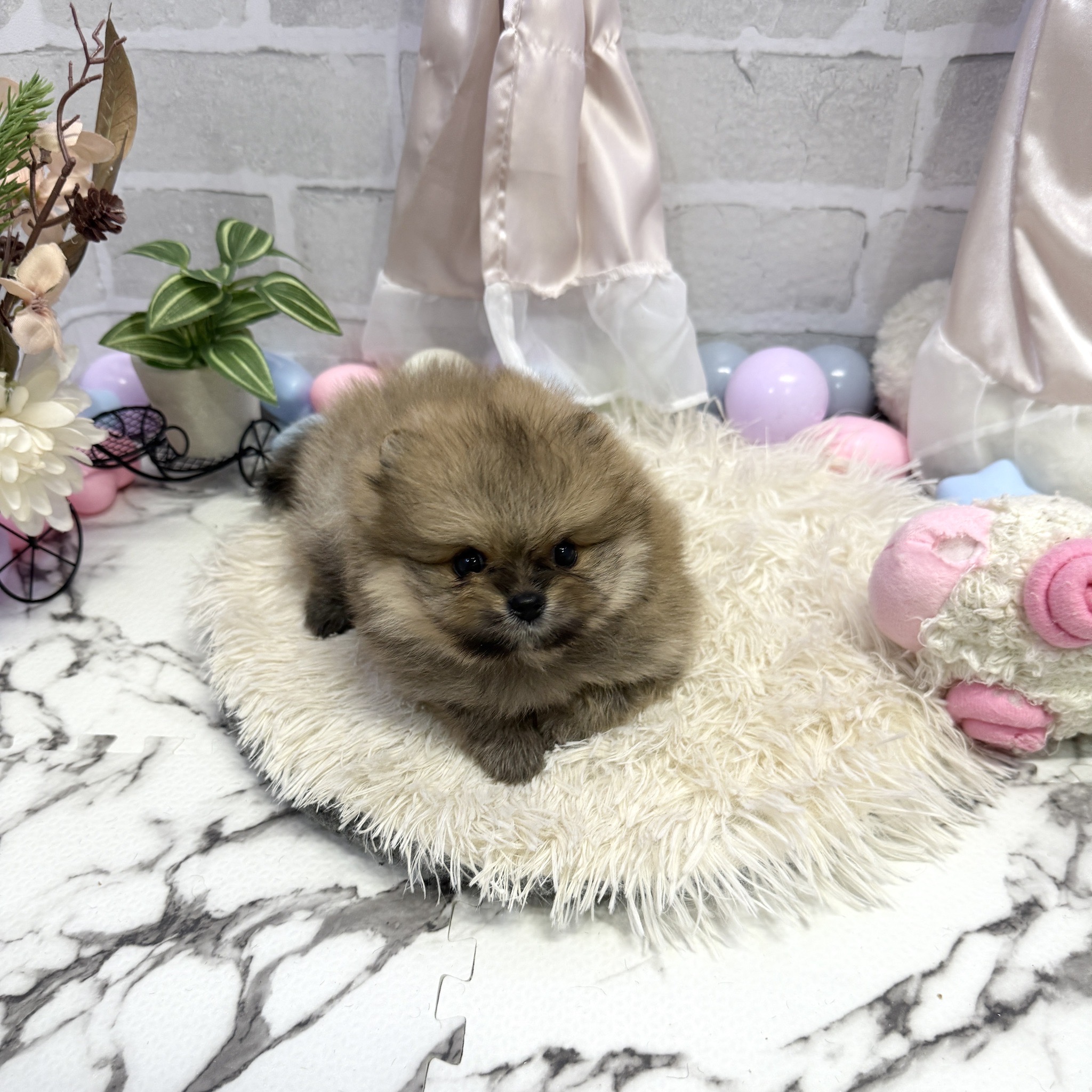 愛知県のポメラニアン (犬の家＆猫の里岡崎店/2025年7月14日生まれ/男の子/オレンジ)の子犬の2枚目の画像