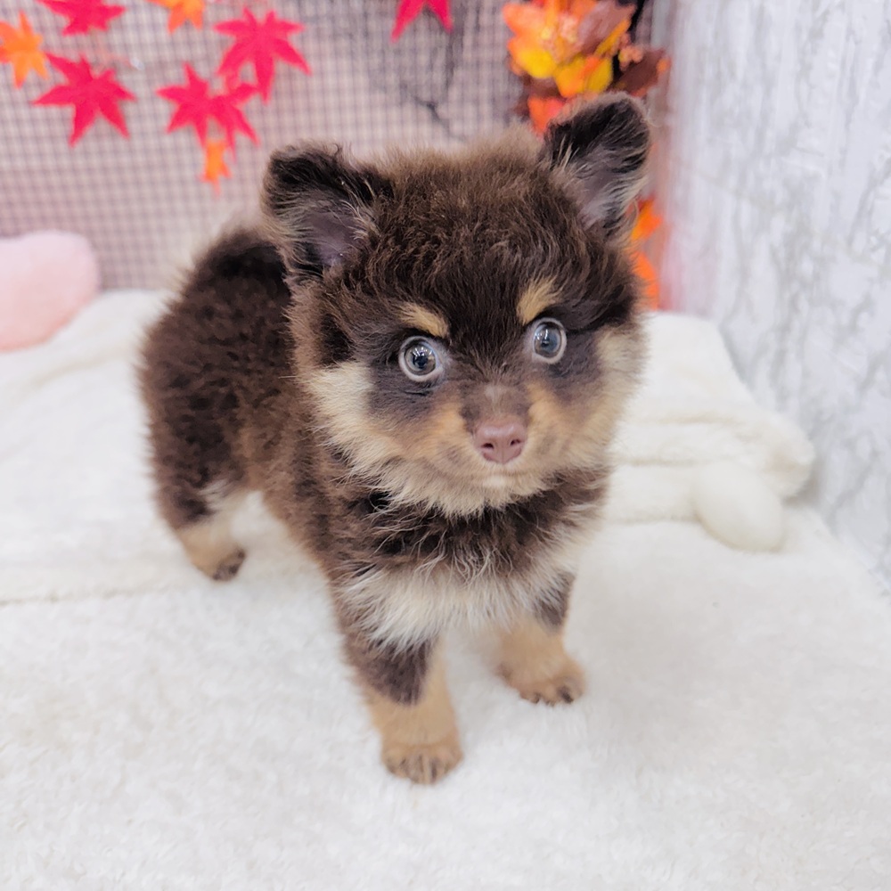 愛知県のポメラニアン (犬の家＆猫の里エアポートウォーク店/2025年7月15日生まれ/男の子/チョコレートタン)の子犬の2枚目の画像