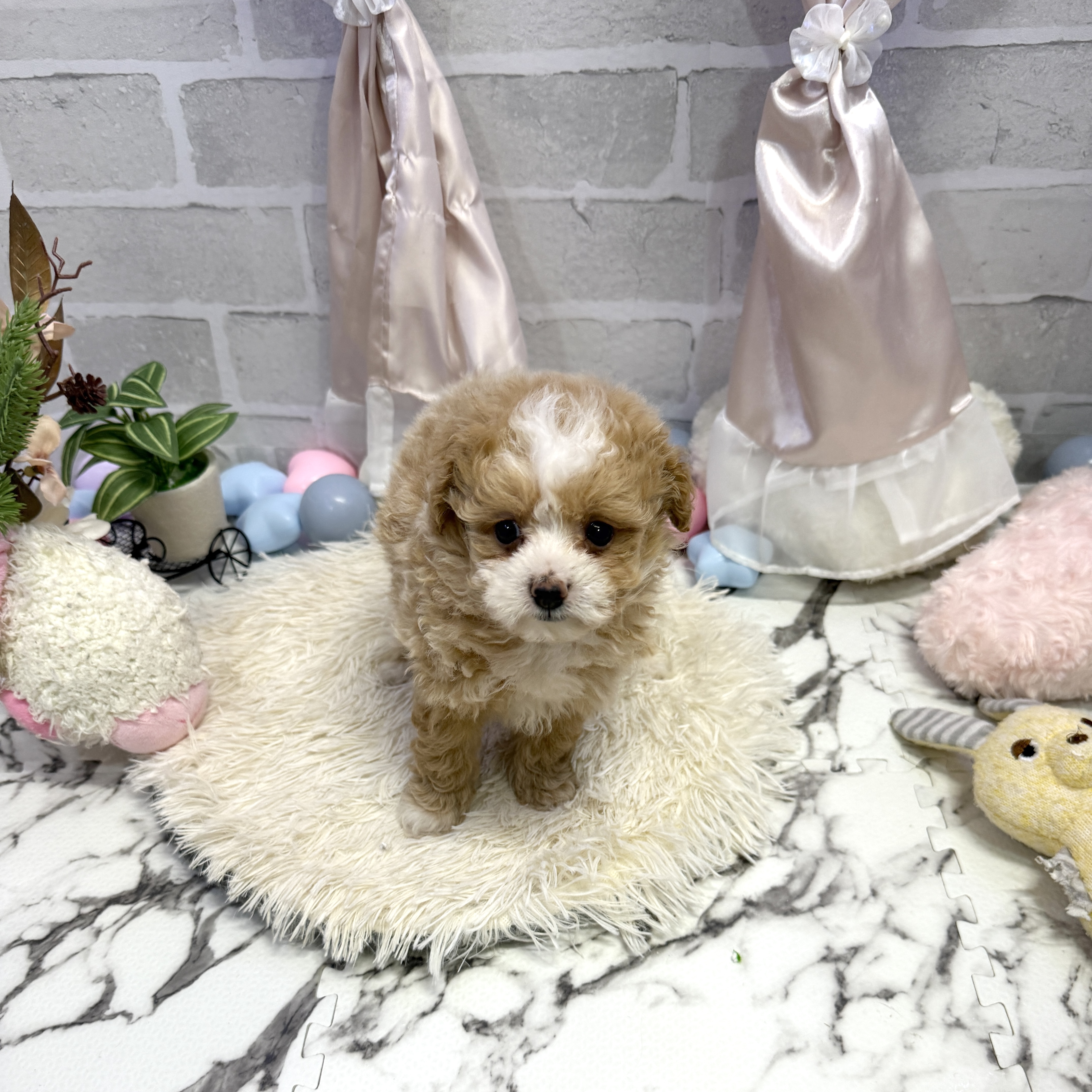 愛知県のポメプー(ポメラニアン×プードル) (犬の家＆猫の里岡崎店/2025年7月13日生まれ/男の子/クリームホワイト)の子犬の2枚目の画像