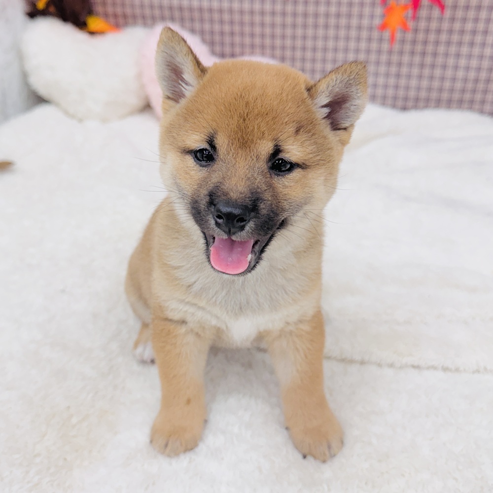 愛知県の柴犬(標準サイズ) (犬の家＆猫の里エアポートウォーク店/2025年7月15日生まれ/女の子/赤)の子犬の2枚目の画像
