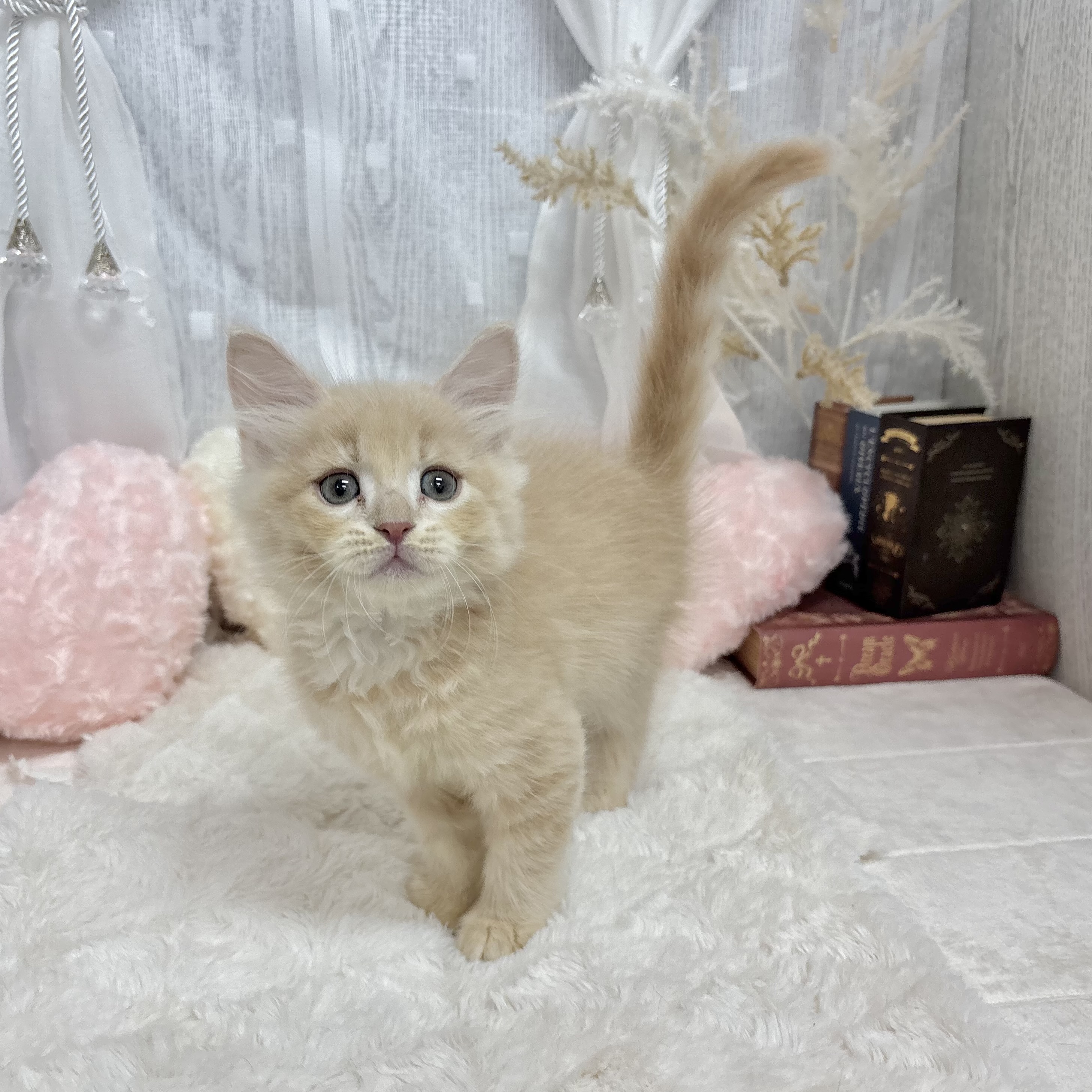 神奈川県のサイベリアン (犬の家＆猫の里相模原店/2025年7月14日生まれ/男の子/クリームタビー)の子猫の2枚目の画像