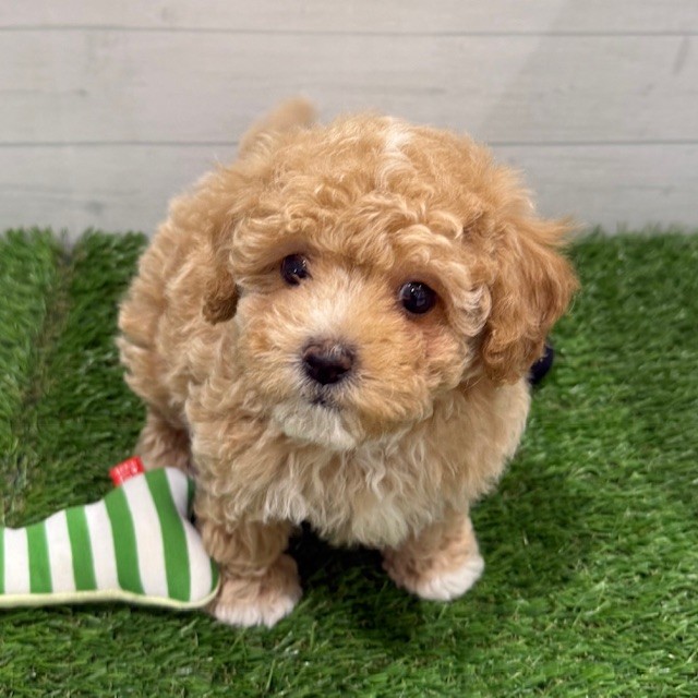 愛知県のビションプー(ビションフリーゼ×プードル) (犬の家＆猫の里豊田店/2025年7月8日生まれ/女の子/アプリコットホワイト)の子犬の2枚目の画像