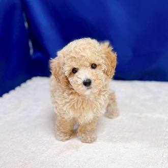 愛知県のビションプー(ビションフリーゼ×プードル) (犬の家＆猫の里一宮店/2025年7月8日生まれ/女の子/アプリコットホワイト)の子犬の2枚目の画像