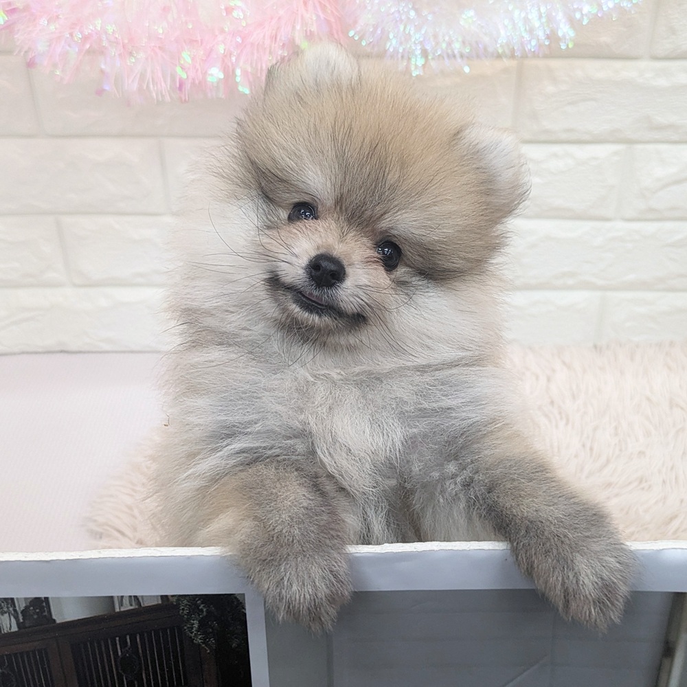 愛知県のポメラニアン (犬の家＆猫の里MEGAドン・キホーテ東海名和店/2025年7月16日生まれ/男の子/オレンジ)の子犬の2枚目の画像