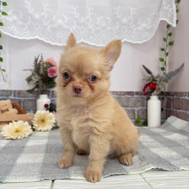 愛知県のチワワ(ロング) (犬の家＆猫の里碧南店/2025年7月16日生まれ/男の子/クリーム)の子犬の2枚目の画像