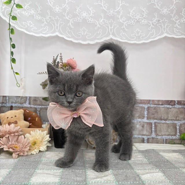 愛知県のブリティッシュショートヘアー (犬の家＆猫の里碧南店/2025年7月15日生まれ/女の子/ブルー)の子猫の2枚目の画像