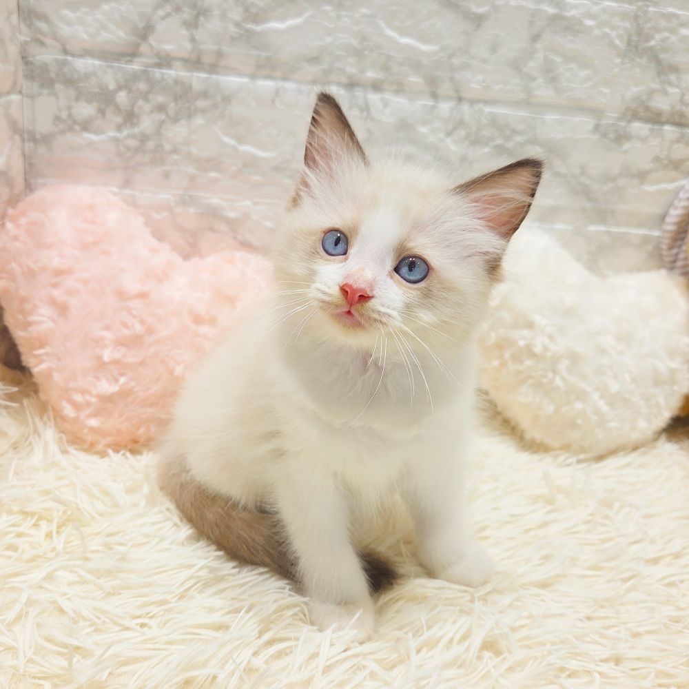 愛知県のラグドール (犬の家＆猫の里MiO香久山店/2025年7月15日生まれ/男の子/シールポイントバイカラー)の子猫の1枚目の画像