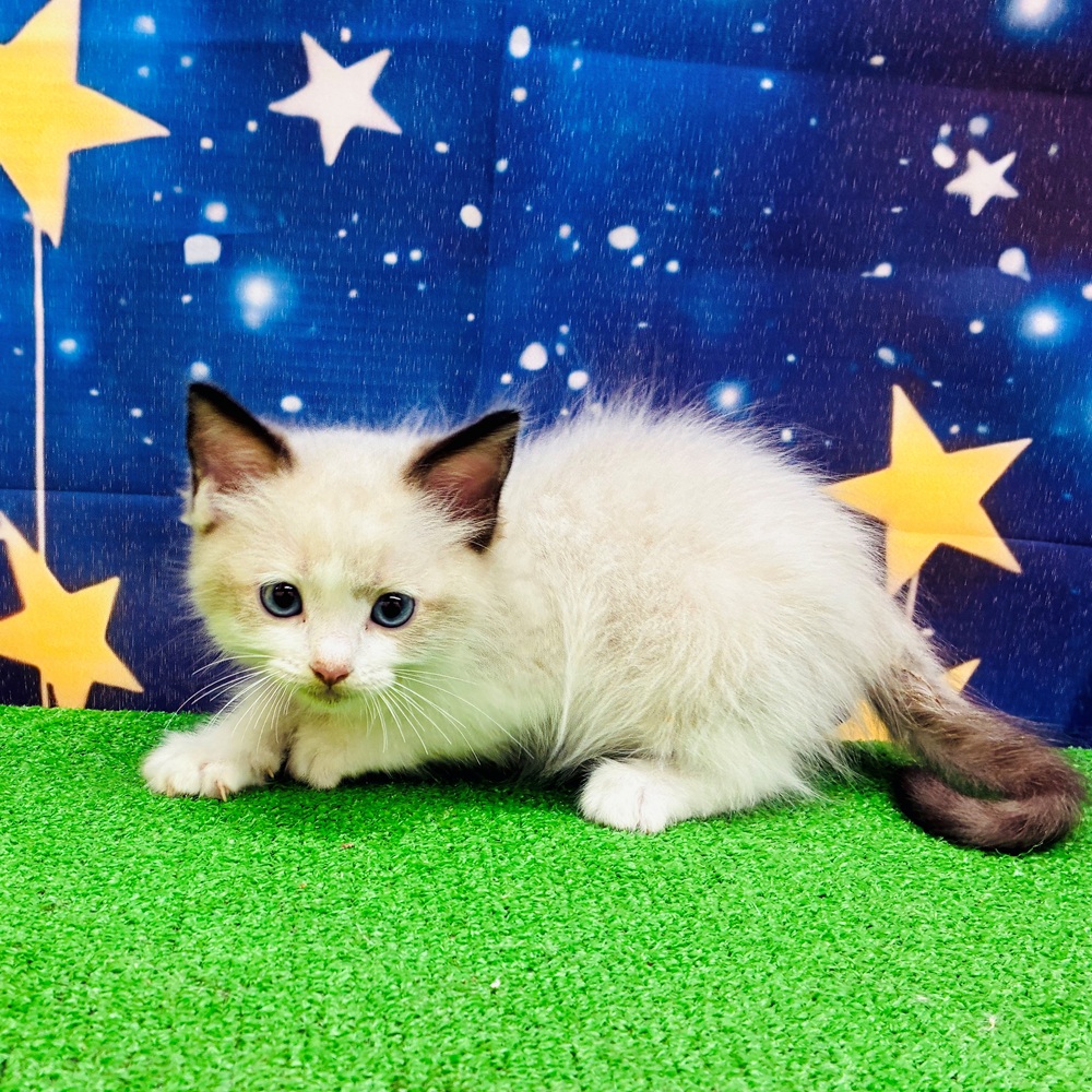 愛知県のラグドール (犬の家＆猫の里名古屋天白店/2025年7月15日生まれ/男の子/シールポイントバイカラー)の子猫の2枚目の画像
