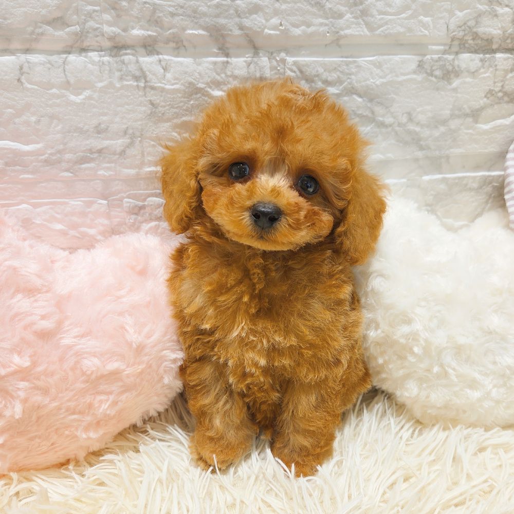愛知県のティーカッププードル (犬の家＆猫の里MiO香久山店/2025年7月15日生まれ/男の子/レッドフォーン)の子犬の1枚目の画像