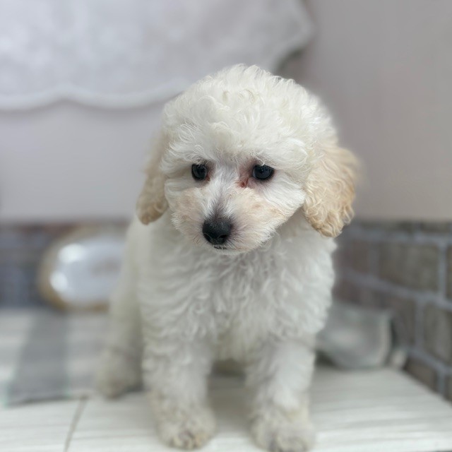 愛知県のトイプードル(トイ) (犬の家＆猫の里碧南店/2025年7月16日生まれ/男の子/ホワイト)の子犬の2枚目の画像
