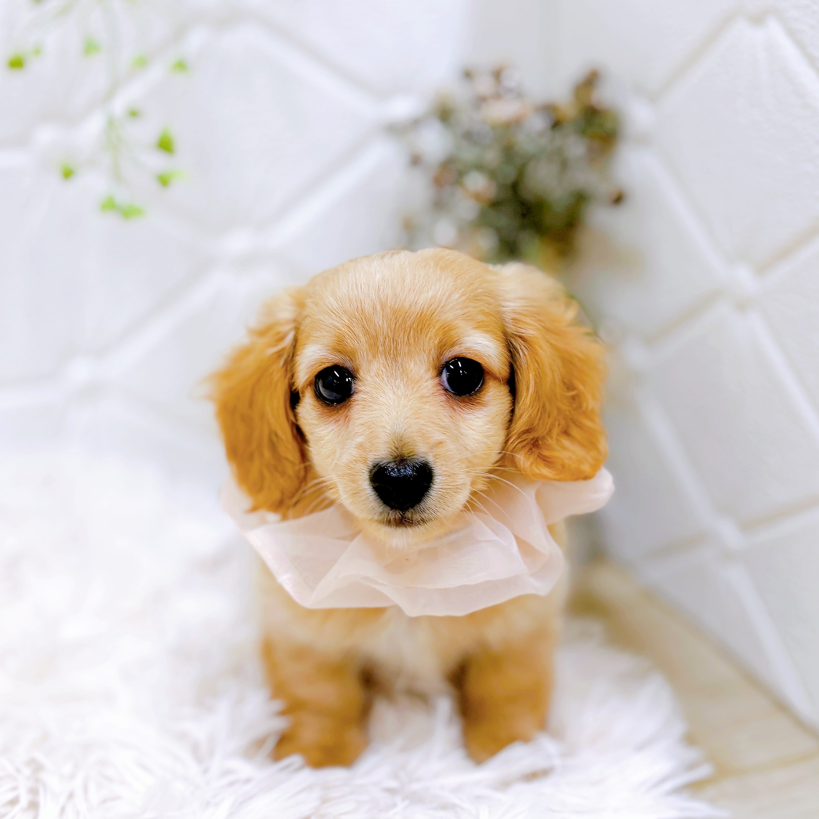 福井県のミニチュアダックスフンド(ロング) (犬の家＆猫の里アミーゴ福井店/2025年7月15日生まれ/女の子/イエロー)の子犬