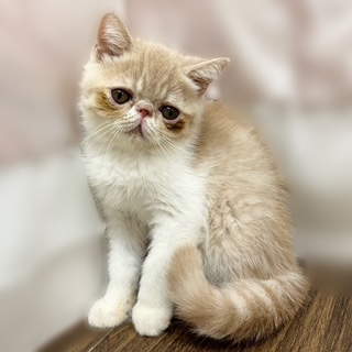 兵庫県のエキゾチックショートヘアー (犬の家＆猫の里カナート西神戸店/2025年7月15日生まれ/男の子/クリームタビーホワイト)の子猫の1枚目の画像