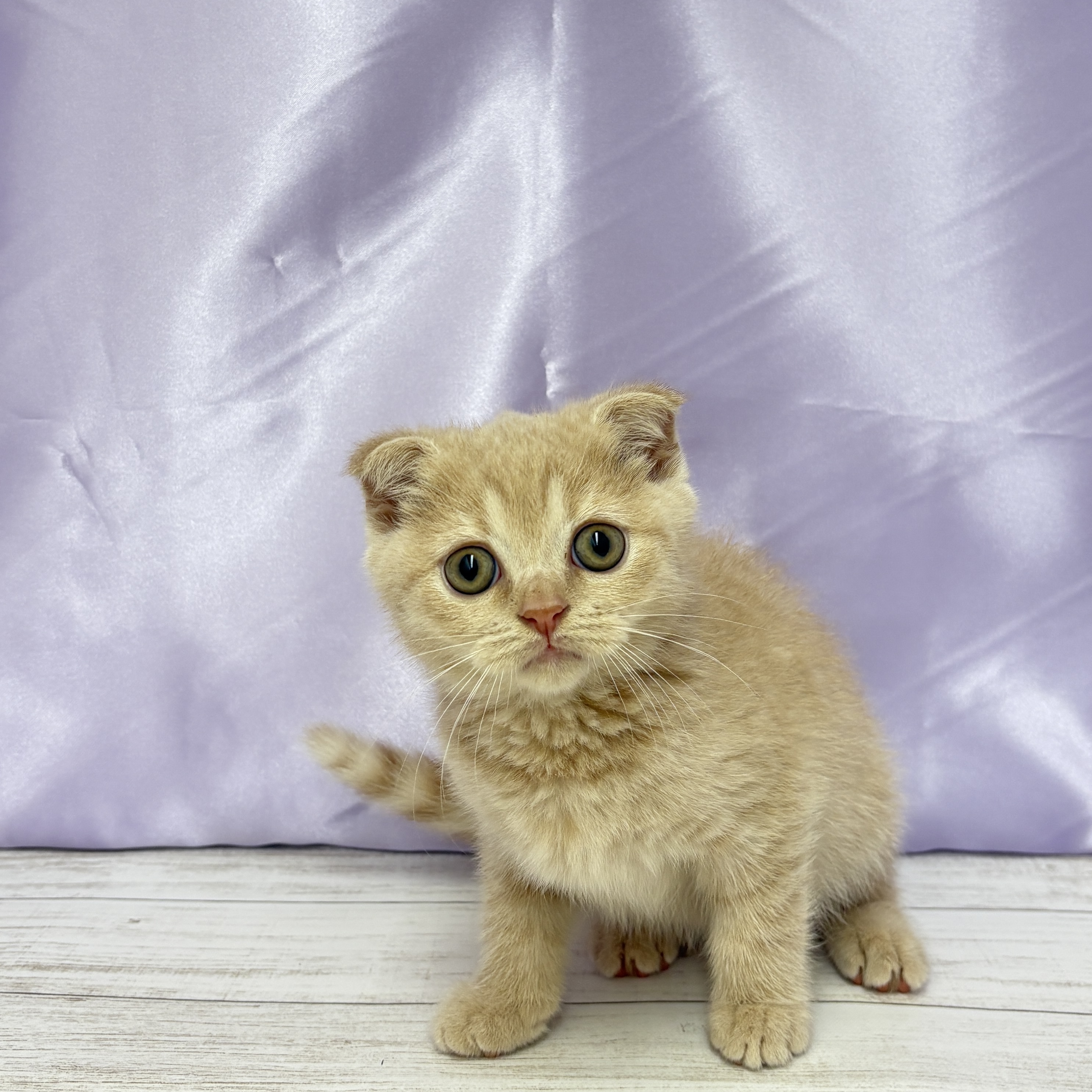 兵庫県のスコティッシュフォールド (犬の家＆猫の里尼崎店/2025年7月13日生まれ/男の子/クリームタビー)の子猫の1枚目の画像