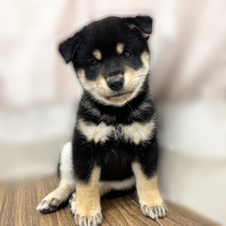 兵庫県の柴犬(標準サイズ) (犬の家＆猫の里カナート西神戸店/2025年7月14日生まれ/女の子/黒)の子犬の1枚目の画像