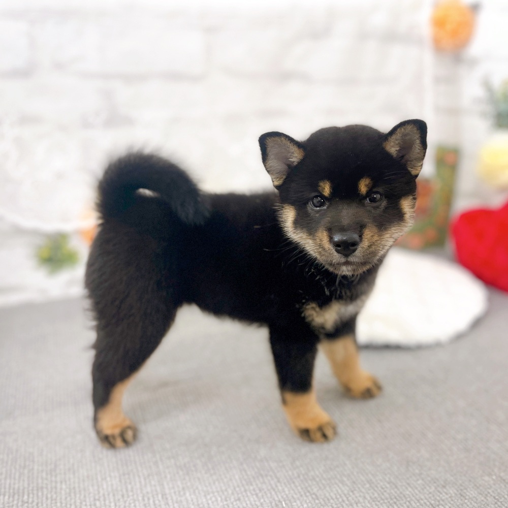 京都府の柴犬(標準サイズ) (犬の家＆猫の里京都樟葉店/2025年7月14日生まれ/女の子/黒)の子犬の2枚目の画像