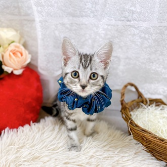 滋賀県のアメリカンショートヘアー (犬の家＆猫の里長浜店/2025年7月14日生まれ/女の子/シルバータビー)の子猫の1枚目の画像