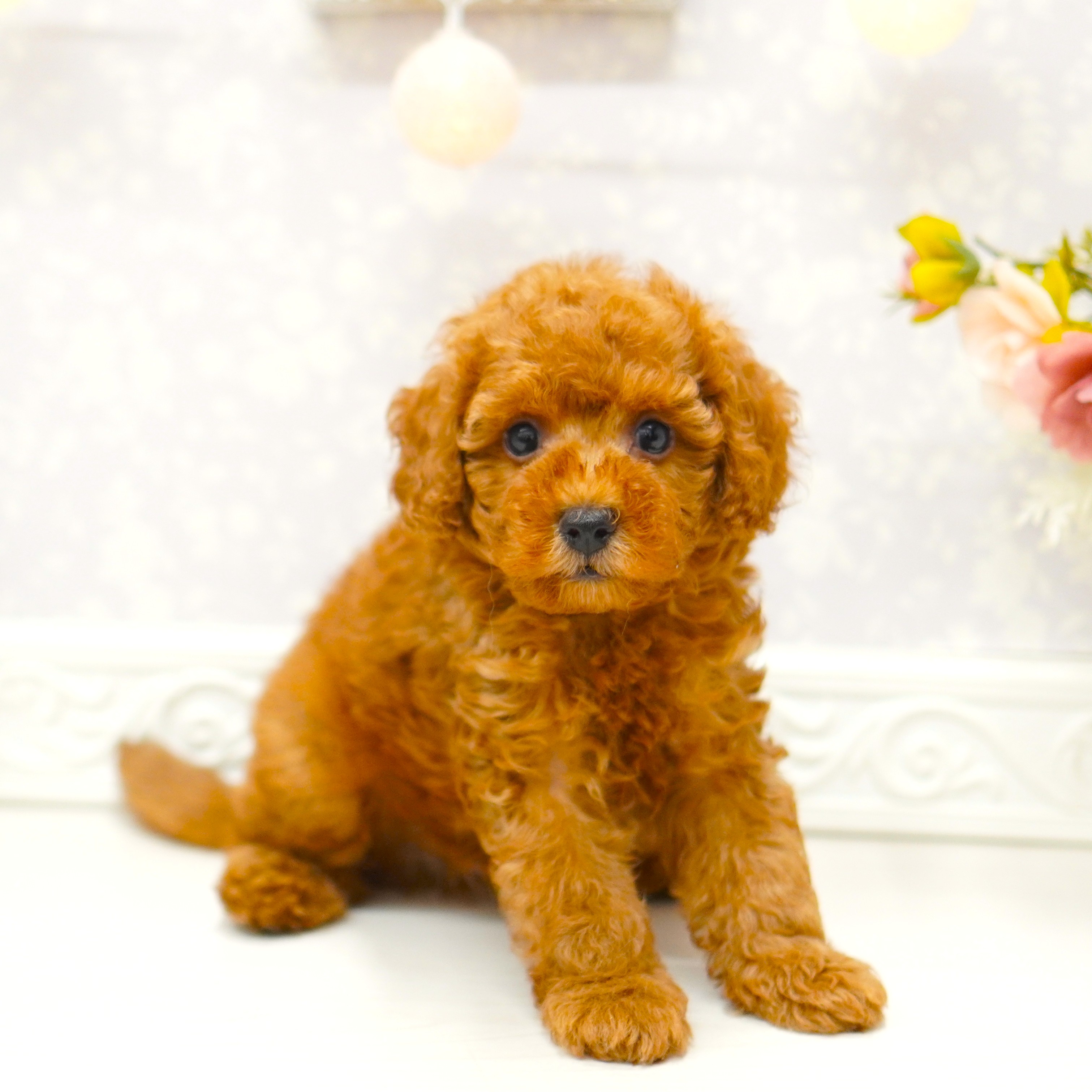 富山県のトイプードル(トイ) (犬の家＆猫の里アミーゴ山室店/2025年7月18日生まれ/男の子/レッド)の子犬の1枚目の画像