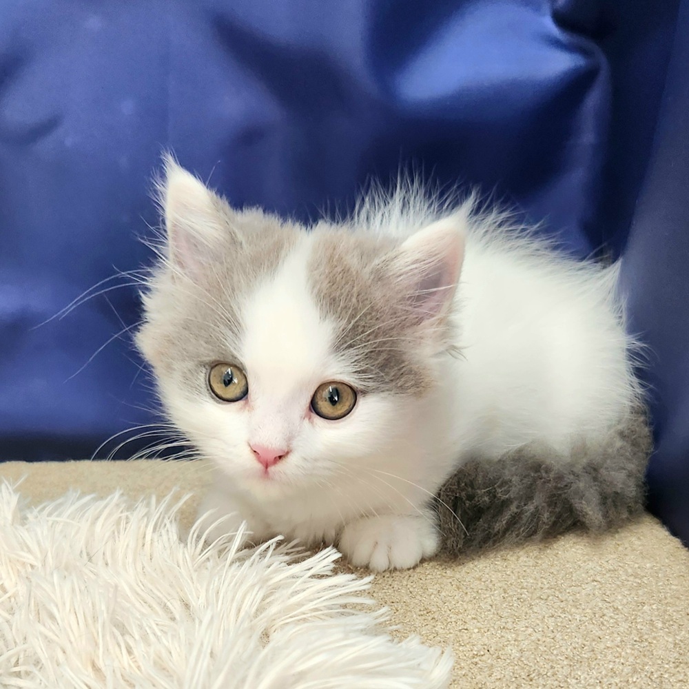 岐阜県のミヌエット (犬の家＆猫の里中津川店/2025年7月18日生まれ/女の子/ブルータビーホワイト)の子猫の1枚目の画像