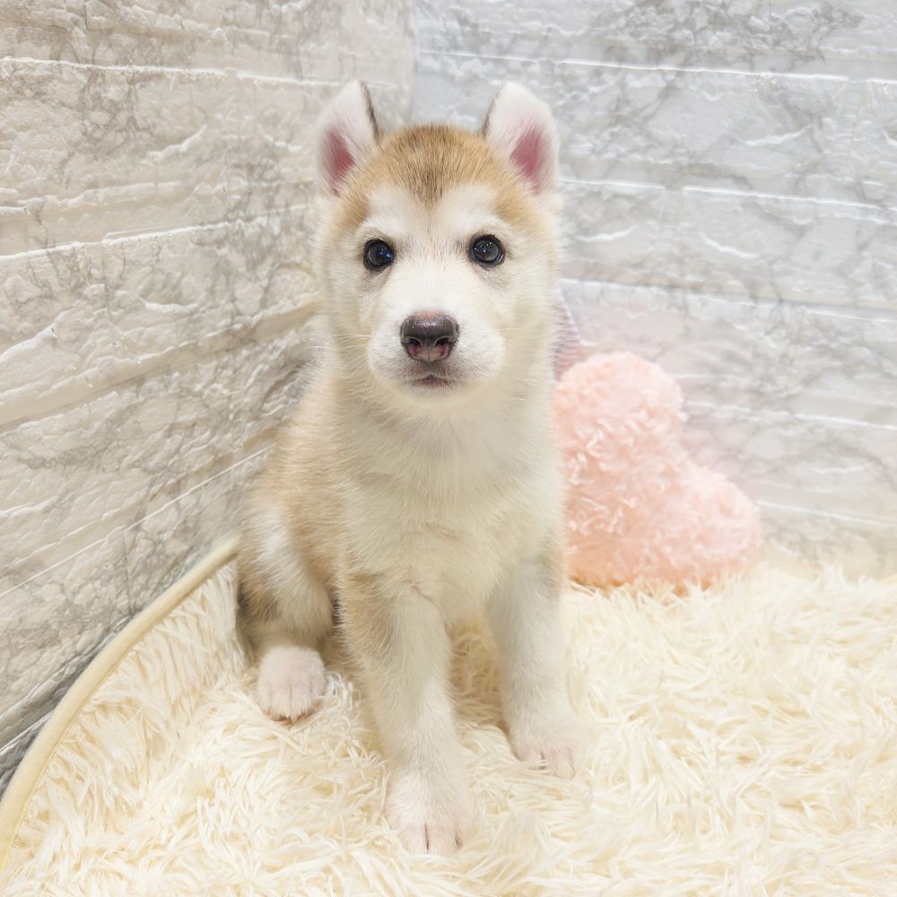 愛知県のシベリアンハスキー (犬の家＆猫の里MiO香久山店/2025年7月19日生まれ/女の子/シルバーホワイト)の子犬の1枚目の画像