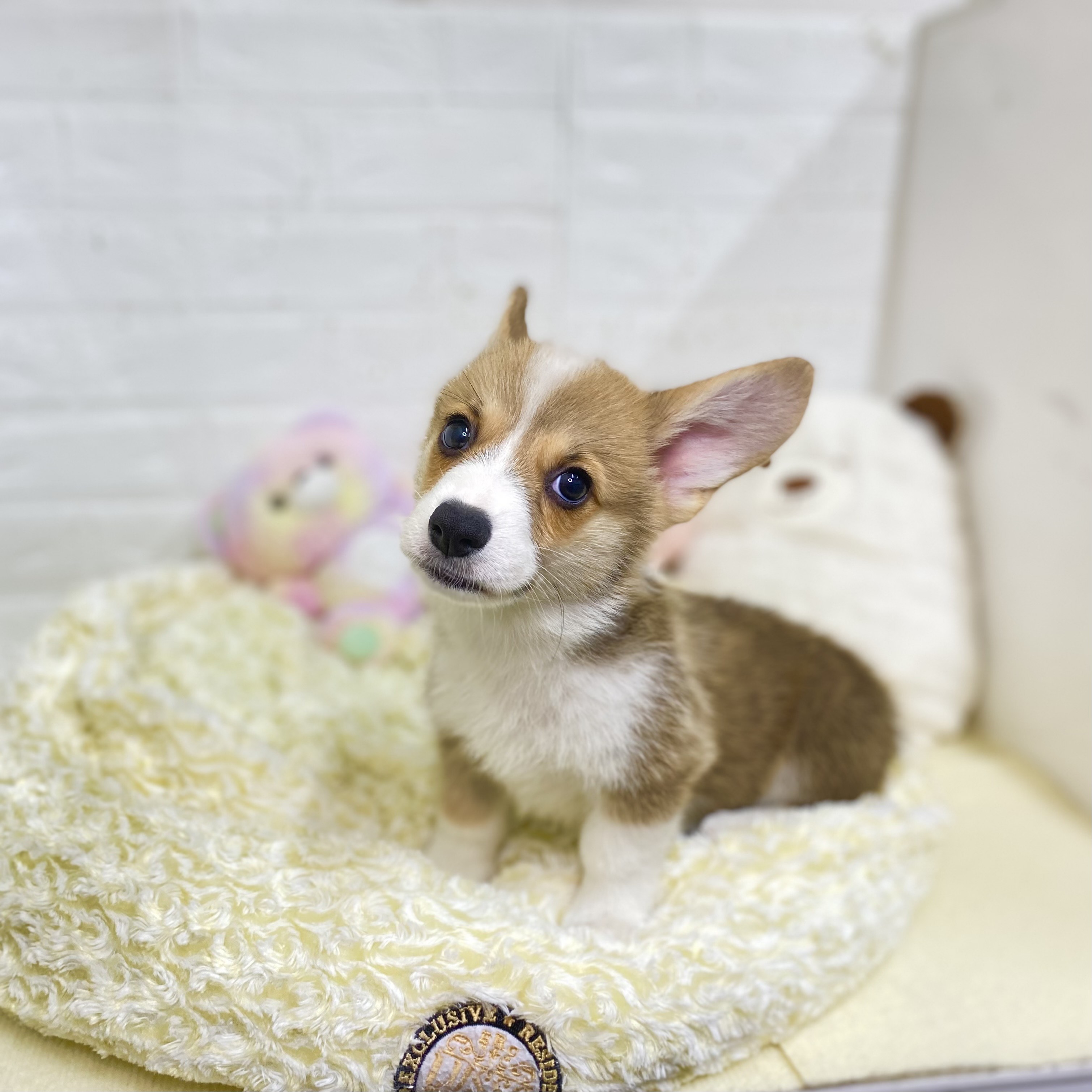 長野県のウェルシュコーギーペンブローク (犬の家＆猫の里長野店/2025年7月16日生まれ/男の子/レッドホワイト)の子犬の2枚目の画像