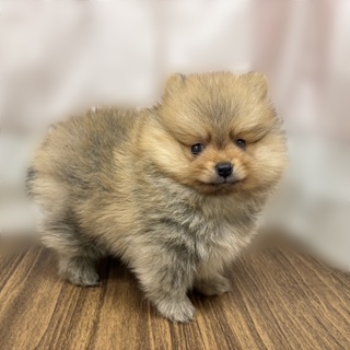 兵庫県のポメラニアン (犬の家＆猫の里カナート西神戸店/2025年7月19日生まれ/男の子/オレンジセーブル)の子犬の2枚目の画像