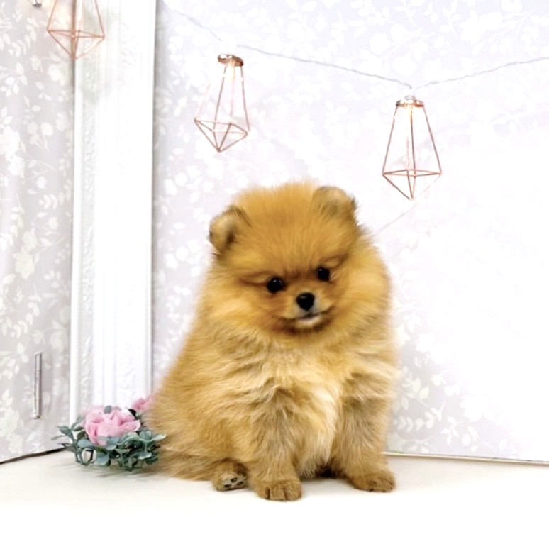 富山県のポメラニアン (犬の家＆猫の里アミーゴ高岡蓮花寺店/2025年7月19日生まれ/女の子/オレンジ)の子犬の2枚目の画像