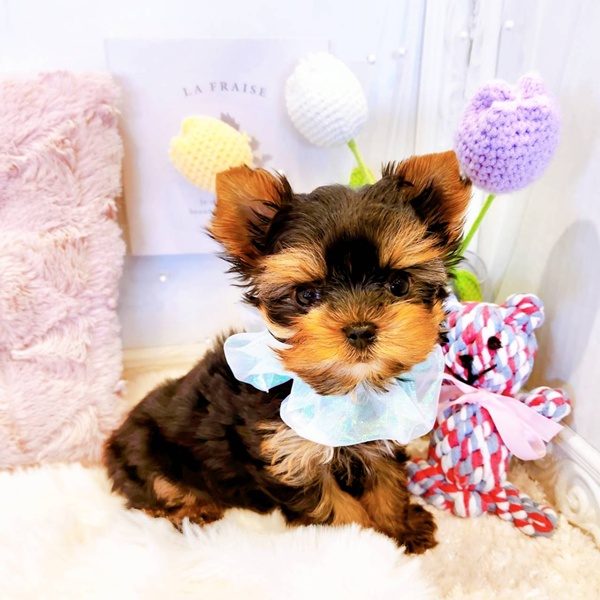 福井県のヨークシャーテリア (犬の家＆猫の里福井店/2025年7月19日生まれ/男の子/スチールブルータン)の子犬の1枚目の画像