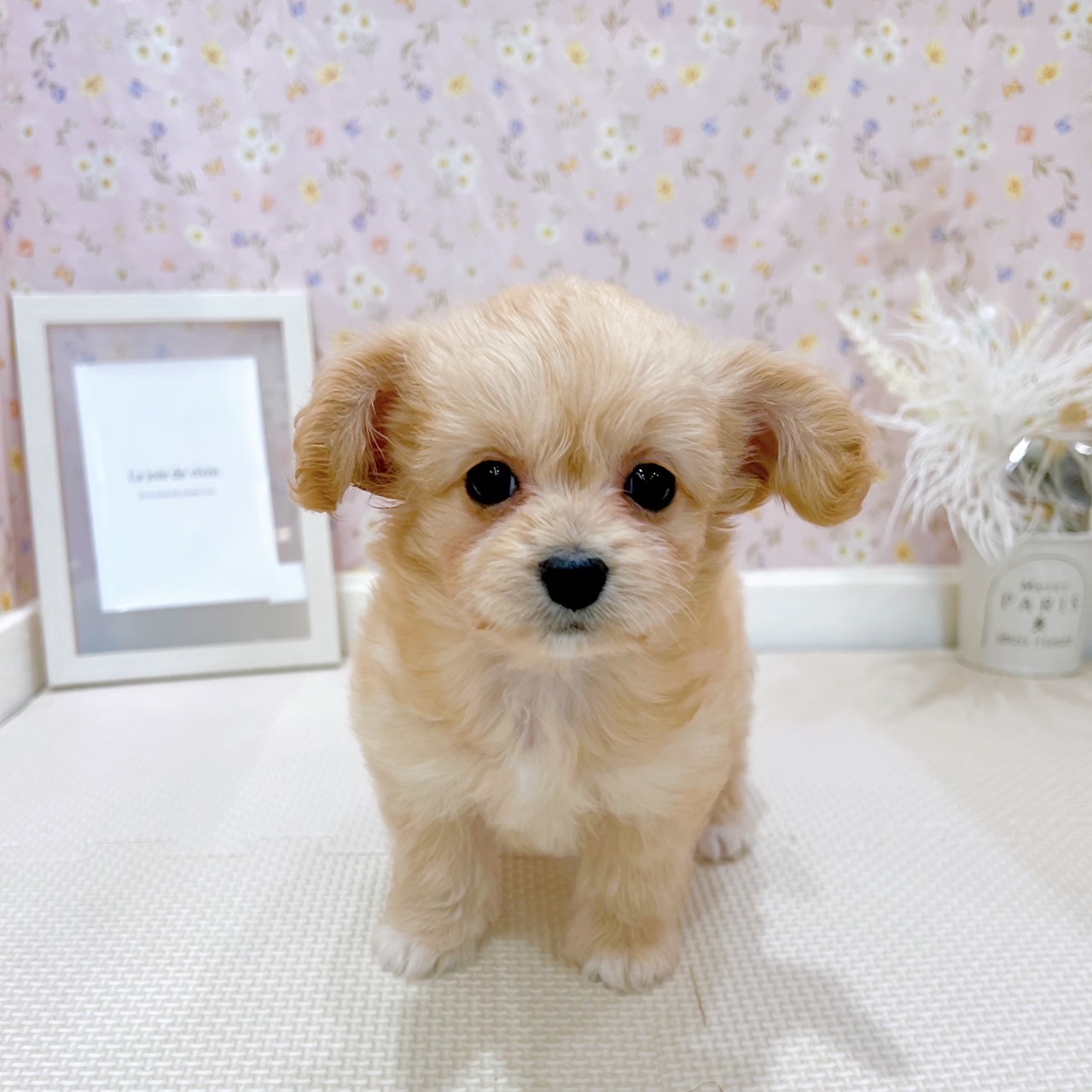 石川県のチワプー/プーチー(チワワ×プードル) (犬の家＆猫の里金沢店/2025年7月15日生まれ/男の子/クリーム)の子犬の1枚目の画像