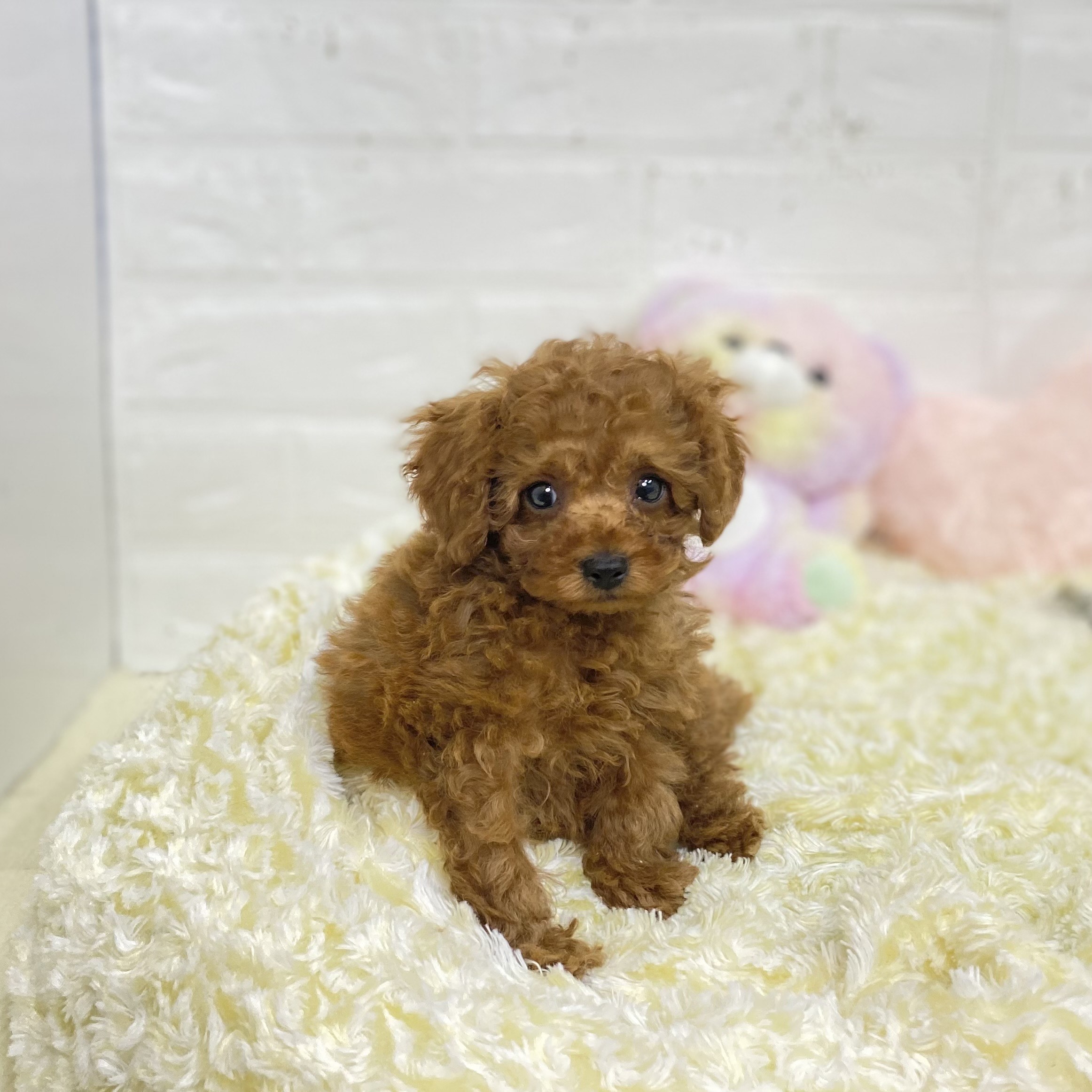 長野県のトイプードル(トイ) (犬の家＆猫の里長野店/2025年7月20日生まれ/男の子/レッドフォーン)の子犬の2枚目の画像