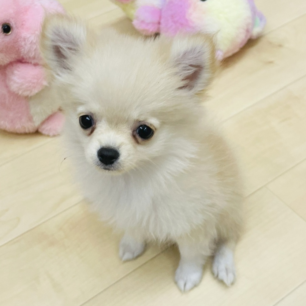 愛知県のポメチワ/チワポメ/ポメチー(ポメラニアン×チワワ) (犬の家＆猫の里七宝店/2025年7月17日生まれ/女の子/クリーム)の子犬の2枚目の画像