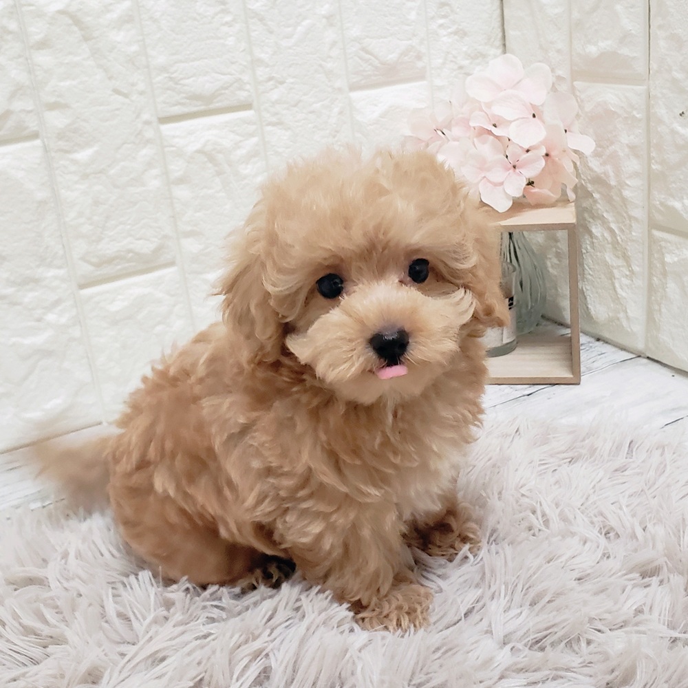 岡山県のマルプー(マルチーズ×プードル) (犬の家＆猫の里岡山店/2025年7月18日生まれ/男の子/アプリコットホワイト)の子犬の1枚目の画像