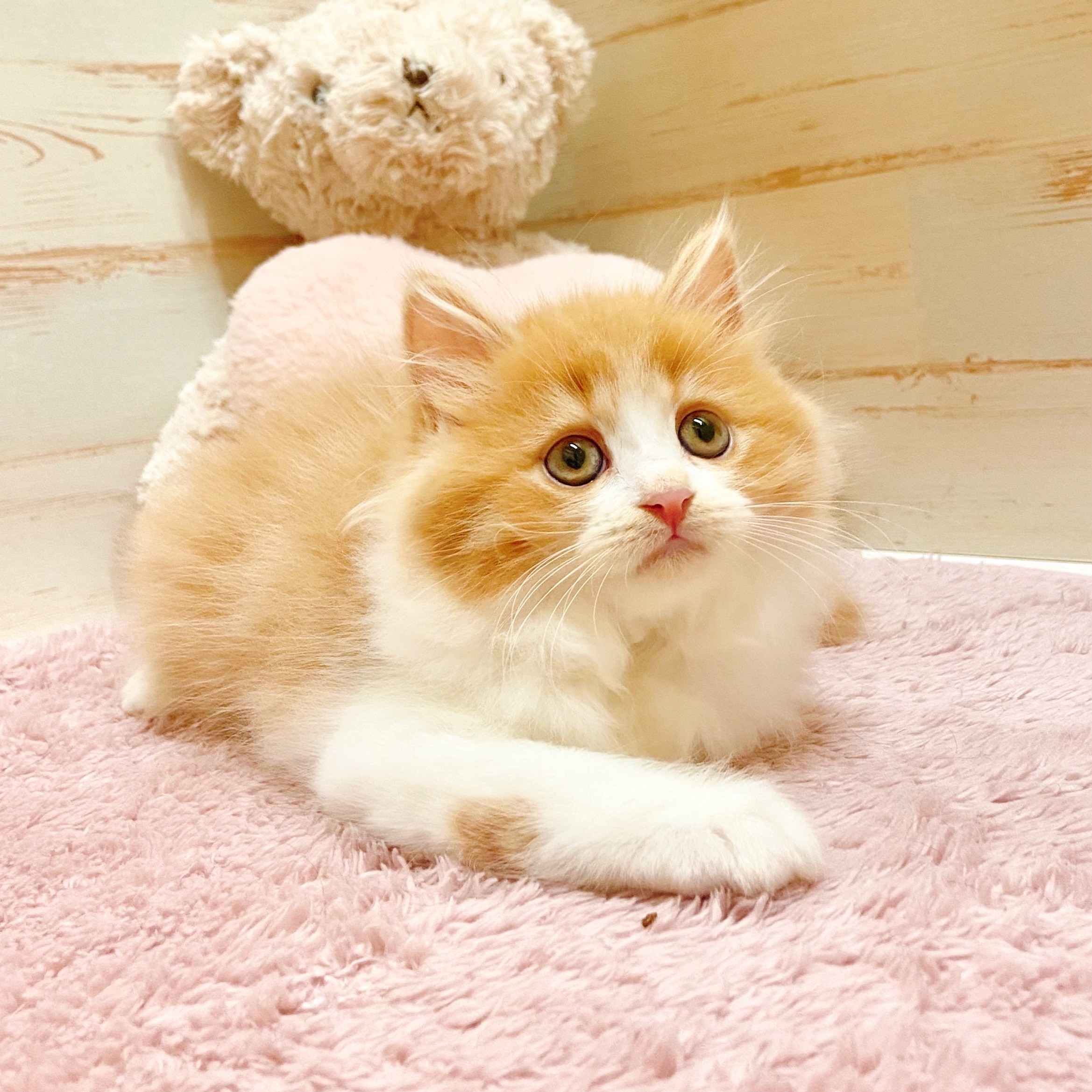 兵庫県のスコティッシュストレート (犬の家＆猫の里神戸店/2025年7月17日生まれ/女の子/レッドタビーホワイト)の子猫の2枚目の画像