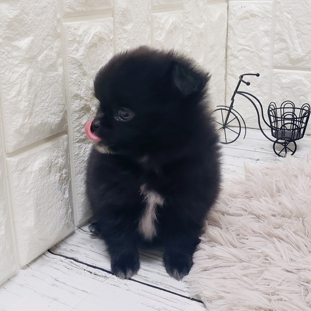 岡山県のポメチワ/チワポメ/ポメチー(ポメラニアン×チワワ) (犬の家＆猫の里岡山店/2025年7月20日生まれ/女の子/ブラック)の子犬の2枚目の画像