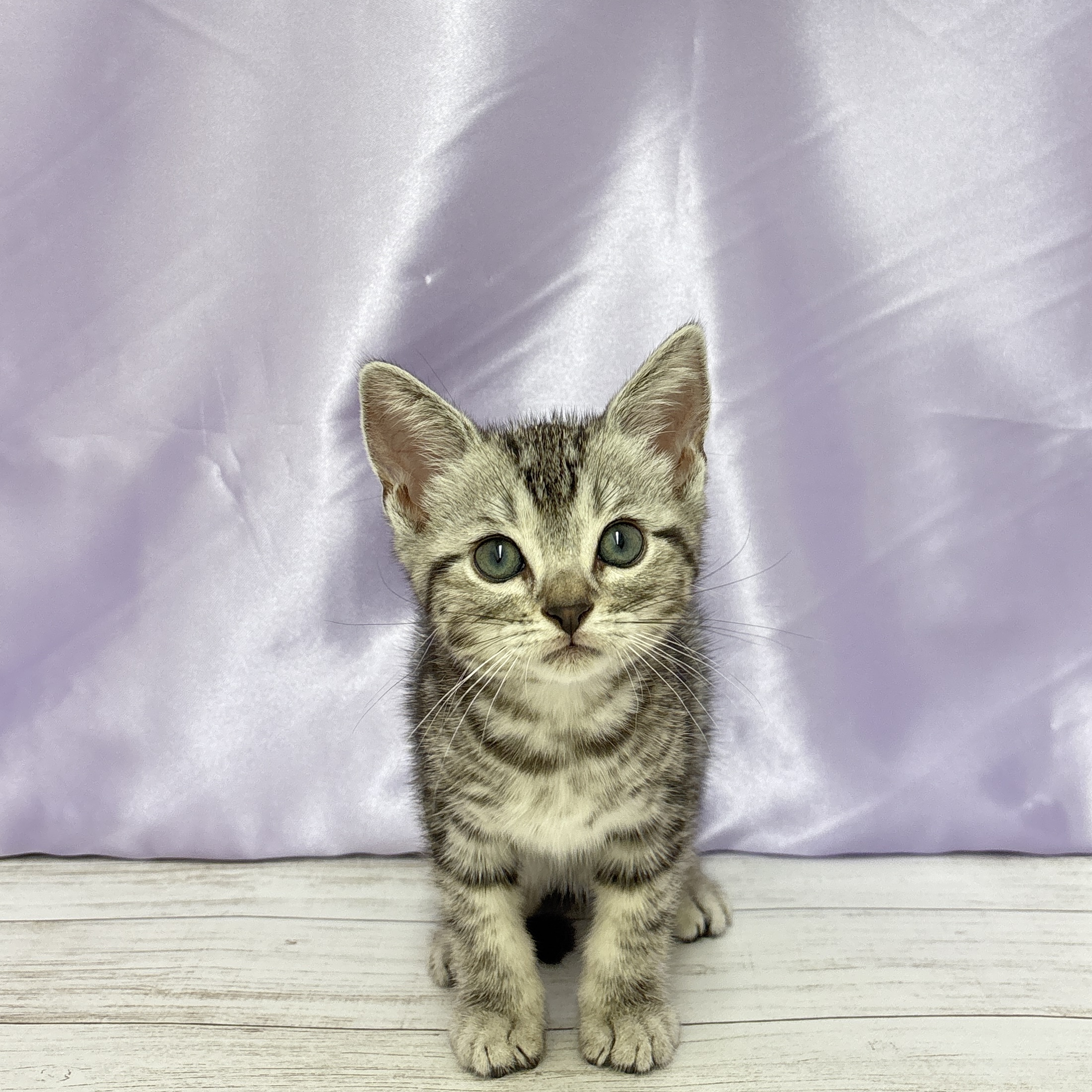 兵庫県のアメリカンショートヘアー (犬の家＆猫の里尼崎店/2025年7月19日生まれ/男の子/シルバータビー)の子猫の1枚目の画像