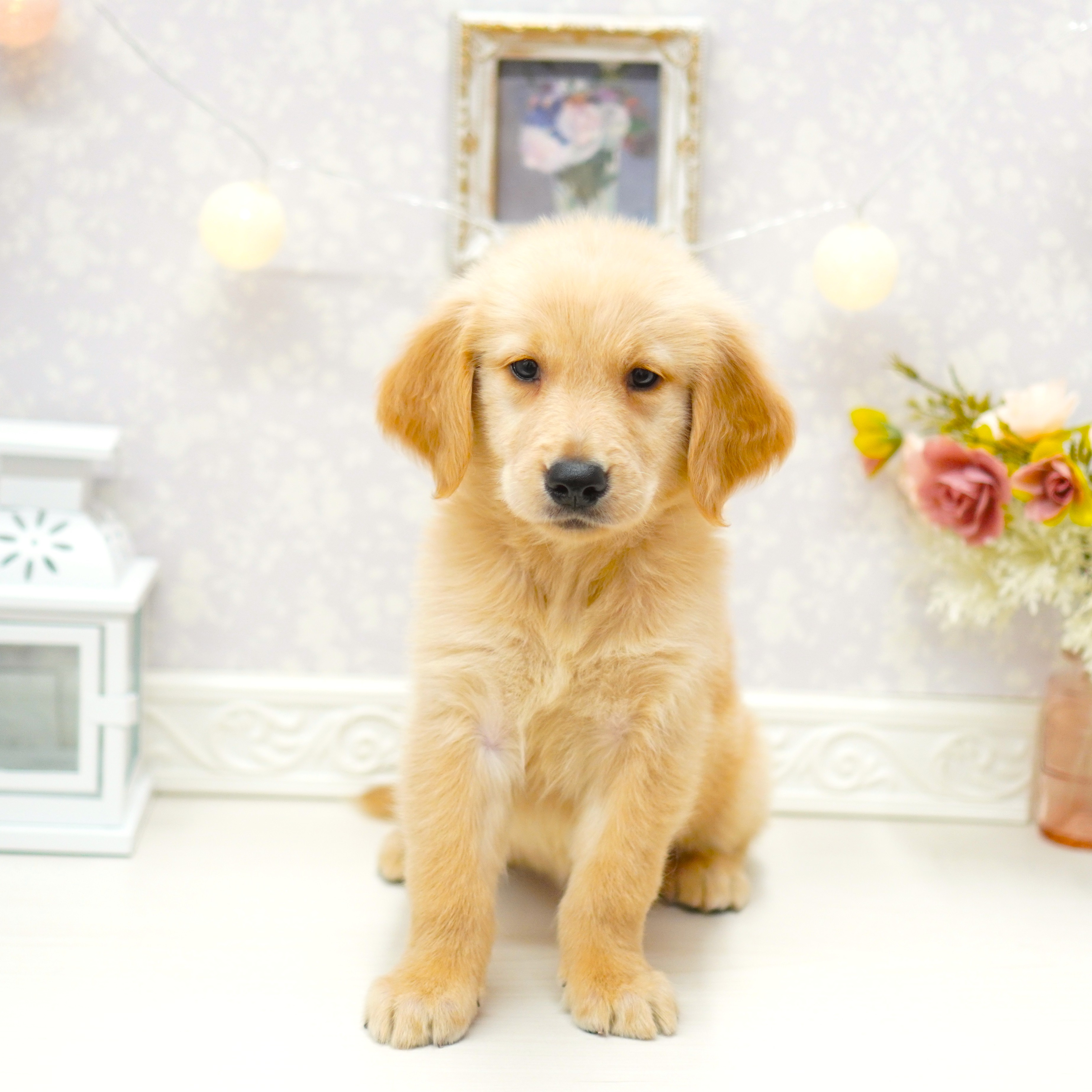富山県のゴールデンレトリバー (犬の家＆猫の里アミーゴ山室店/2025年7月20日生まれ/女の子/ゴールデン)の子犬