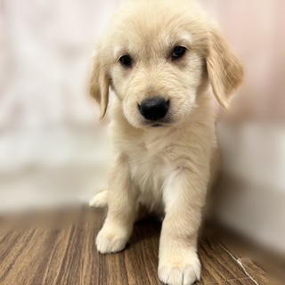 兵庫県のゴールデンレトリバー (犬の家＆猫の里カナート西神戸店/2025年7月20日生まれ/女の子/ゴールデン)の子犬の2枚目の画像