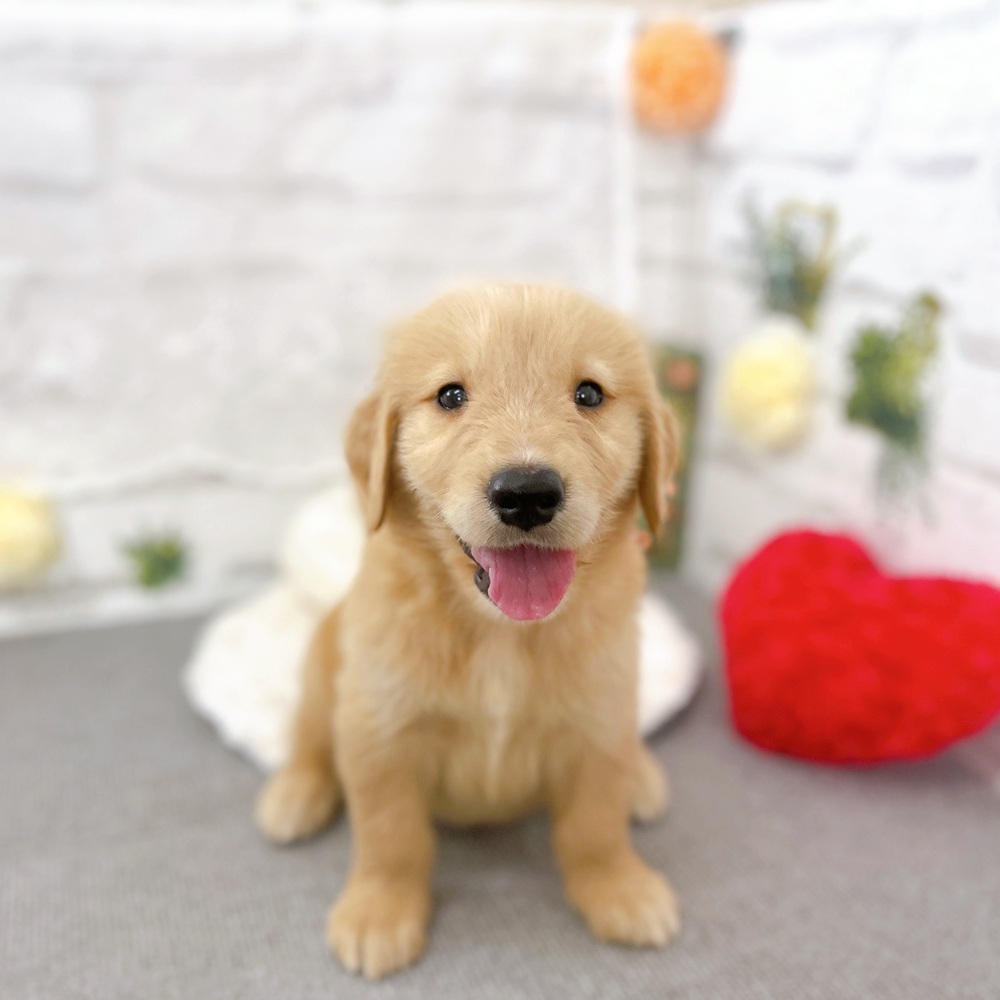 京都府のゴールデンレトリバー (犬の家＆猫の里京都樟葉店/2025年7月20日生まれ/男の子/ゴールデン)の子犬の1枚目の画像