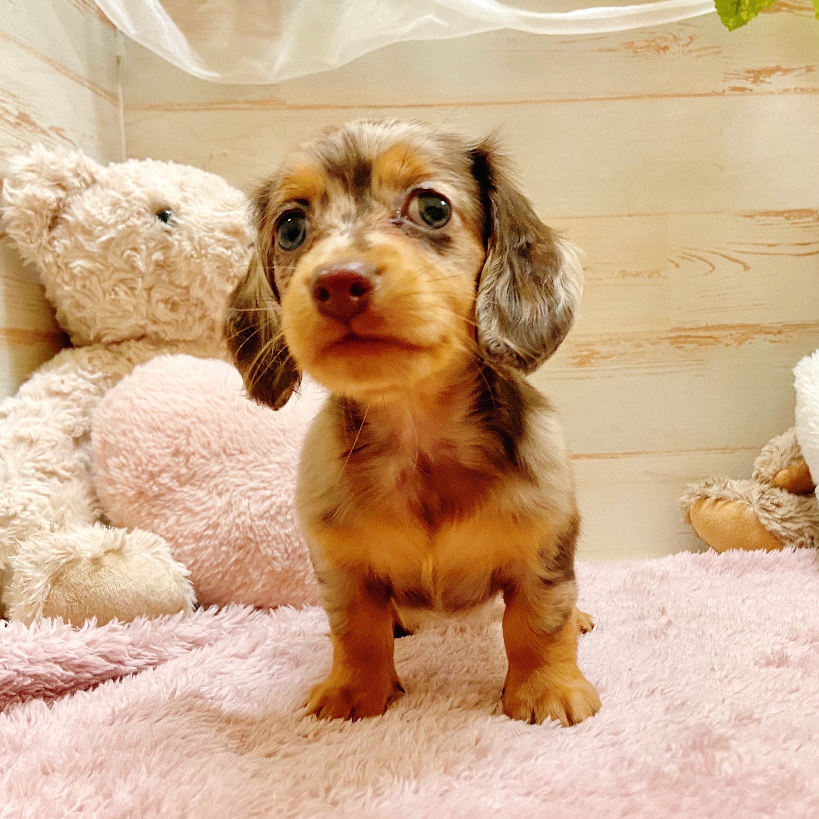 兵庫県のミニチュアダックスフンド(ロング) (犬の家＆猫の里神戸店/2025年7月18日生まれ/女の子/チョコレートダップル)の子犬の1枚目の画像
