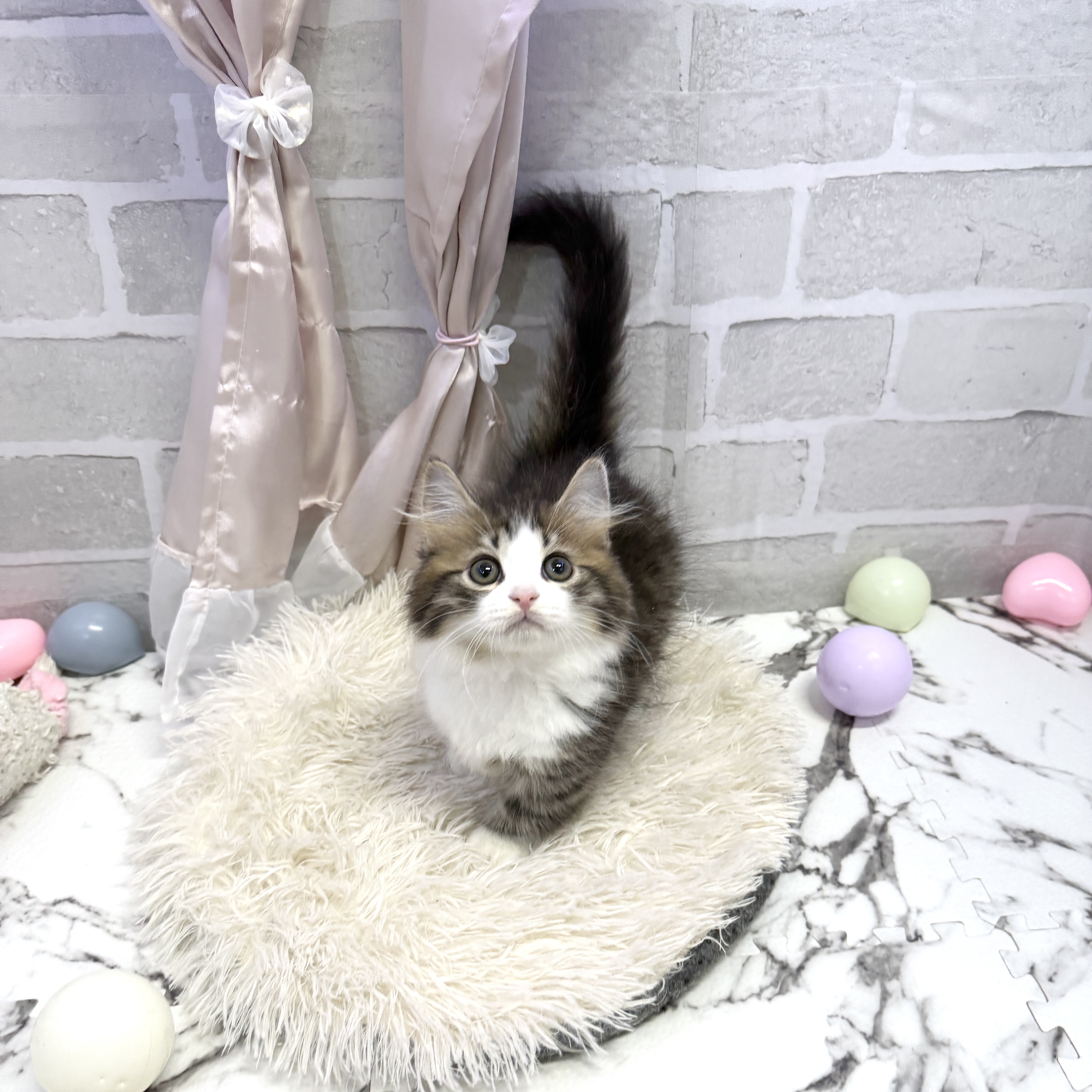 愛知県のマンチカン (犬の家＆猫の里岡崎店/2025年7月14日生まれ/男の子/ブラウンタビーホワイト)の子猫の1枚目の画像