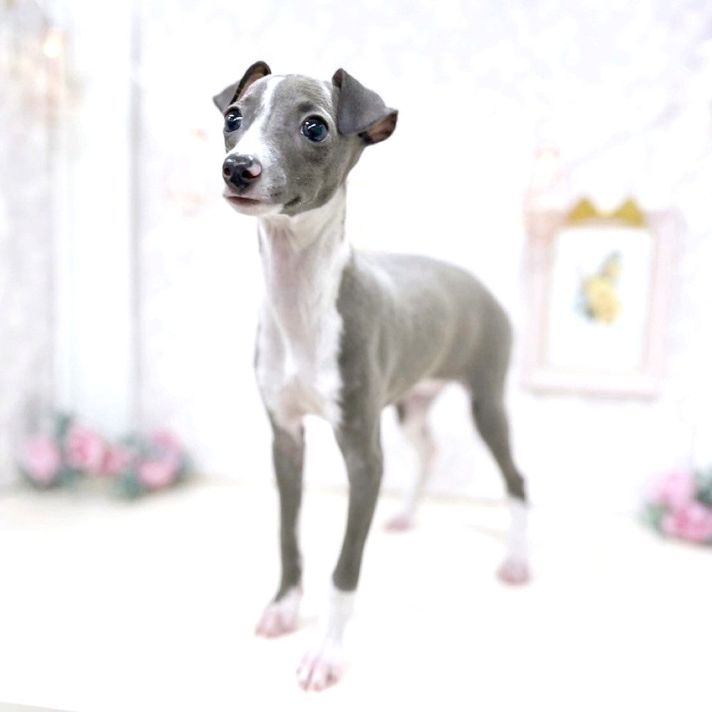 富山県のイタリアングレーハウンド (犬の家＆猫の里アミーゴ高岡蓮花寺店/2025年7月17日生まれ/女の子/ブルー、ホワイトマーキング)の子犬の2枚目の画像