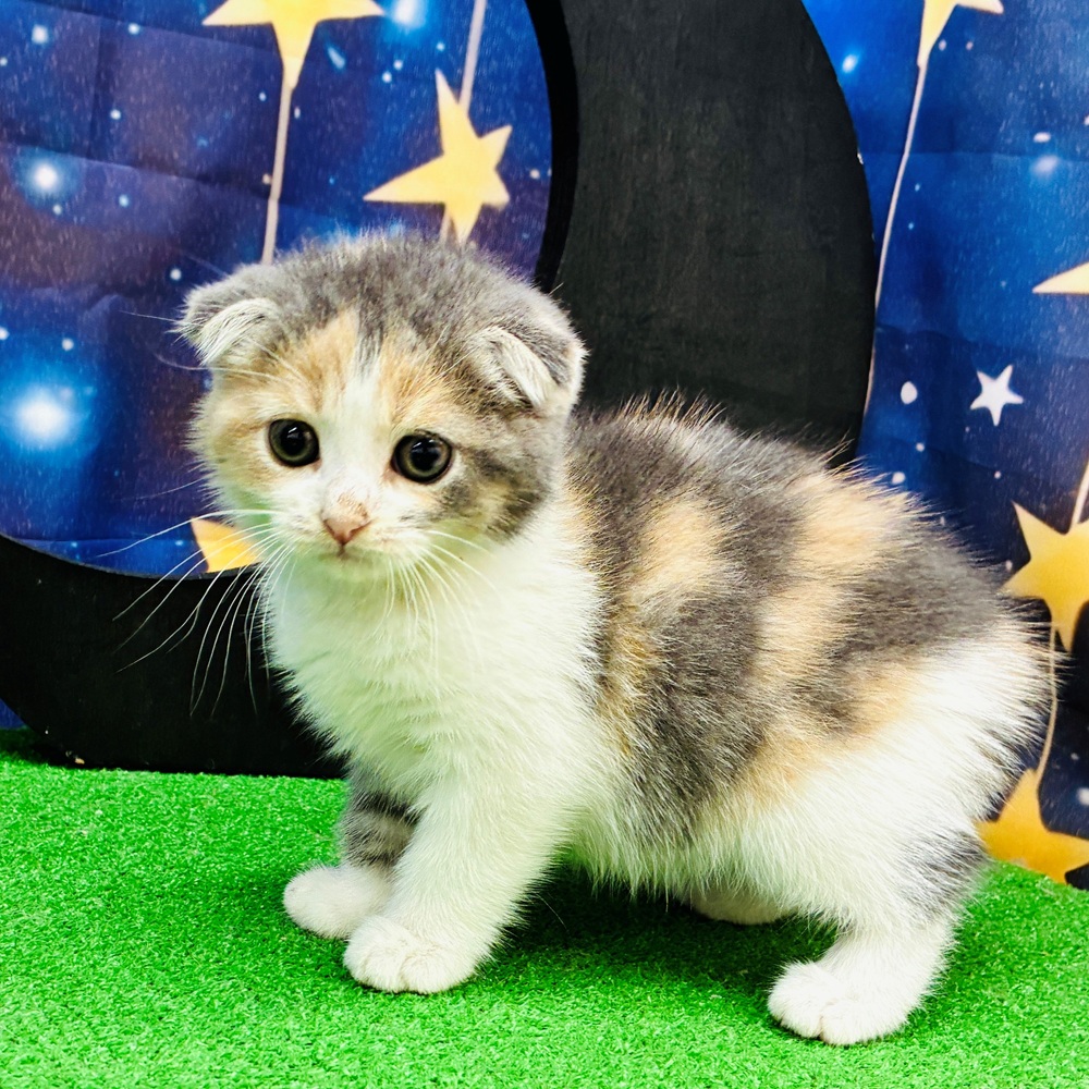 愛知県のスコティッシュフォールド (犬の家＆猫の里名古屋天白店/2025年7月19日生まれ/女の子/ブルーパッチドタビー)の子猫の2枚目の画像