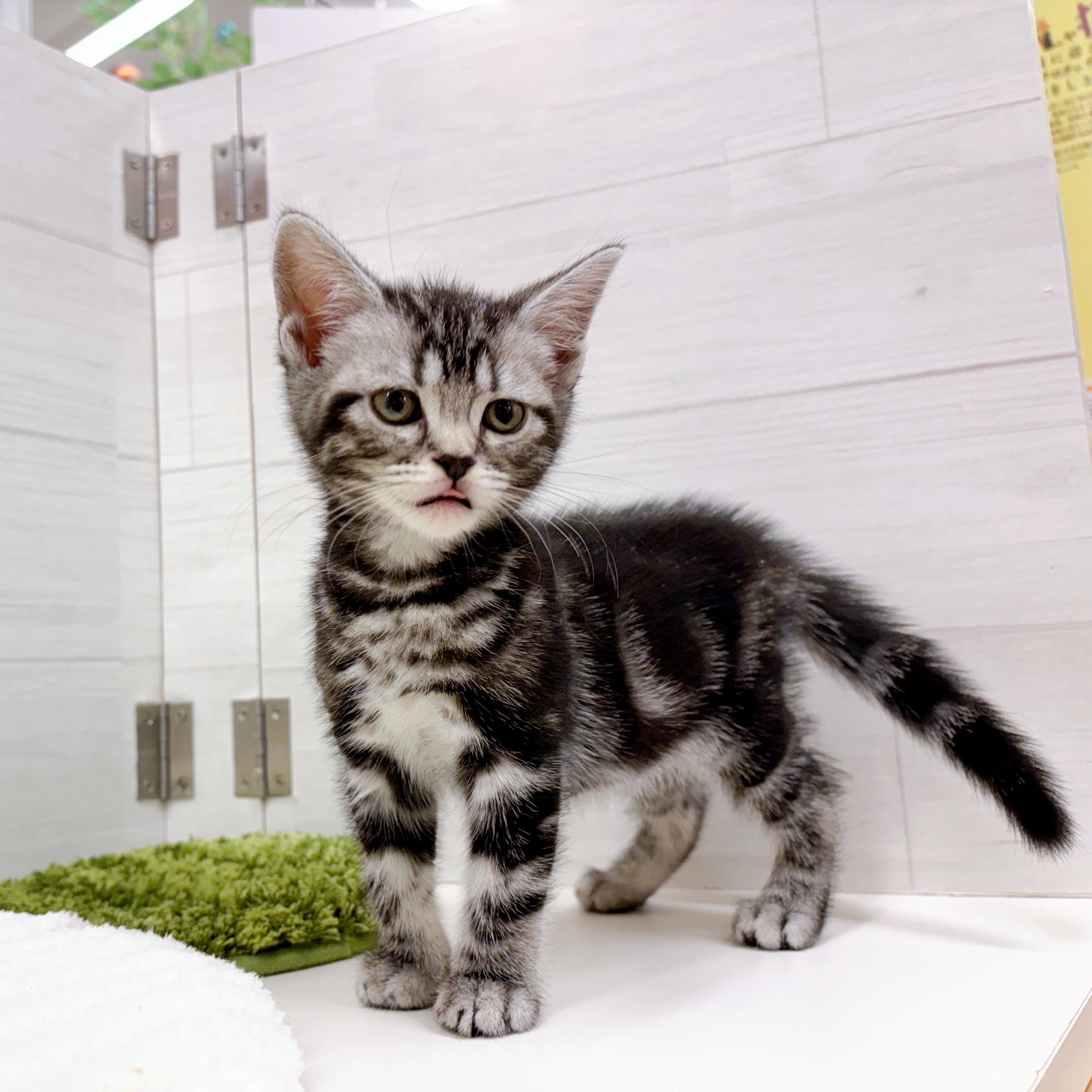 石川県のアメリカンショートヘアー (犬の家＆猫の里アミーゴ金沢おこばた店/2025年7月20日生まれ/女の子/シルバータビー)の子猫の2枚目の画像