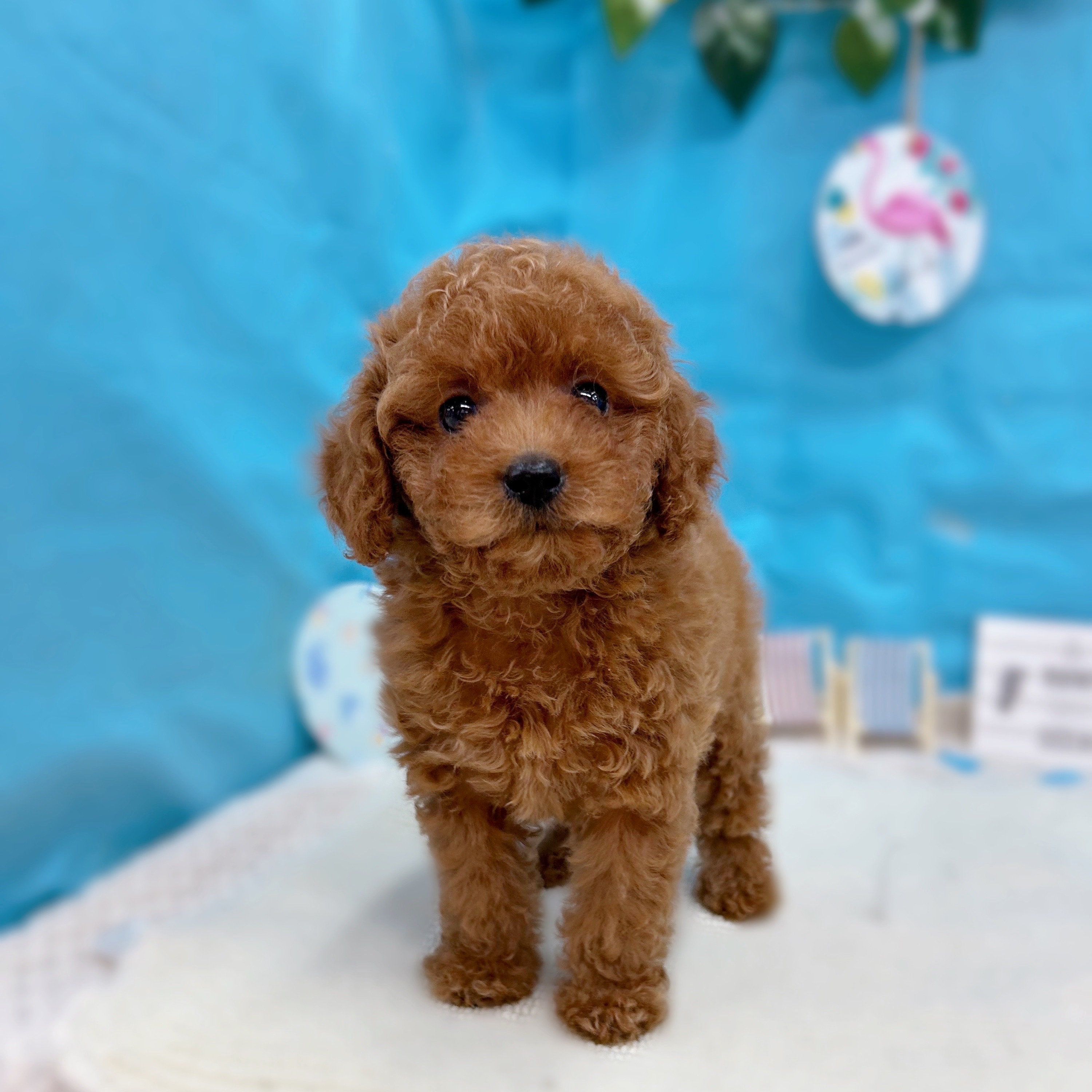 岐阜県のトイプードル(トイ) (犬の家＆猫の里岐南店/2025年7月7日生まれ/女の子/レッド)の子犬の1枚目の画像