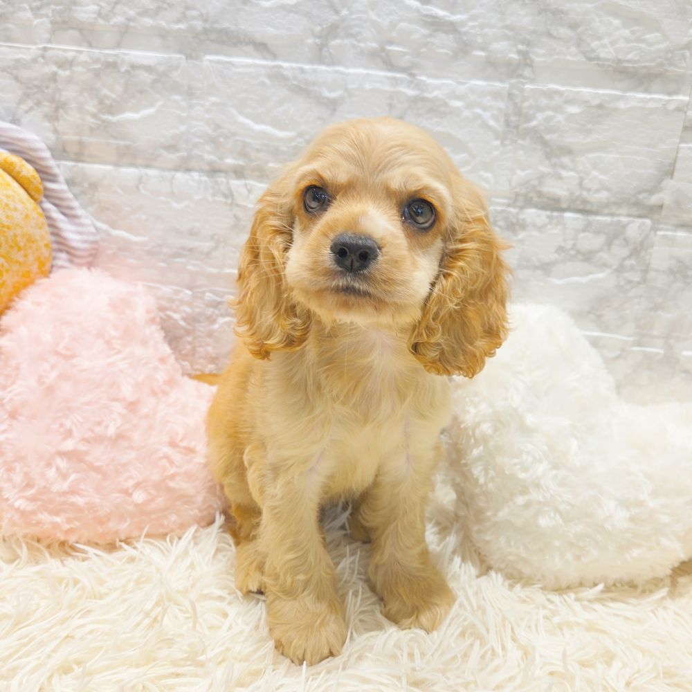 愛知県のアメリカンコッカースパニエル (犬の家＆猫の里MiO香久山店/2025年7月19日生まれ/男の子/バフ)の子犬の1枚目の画像