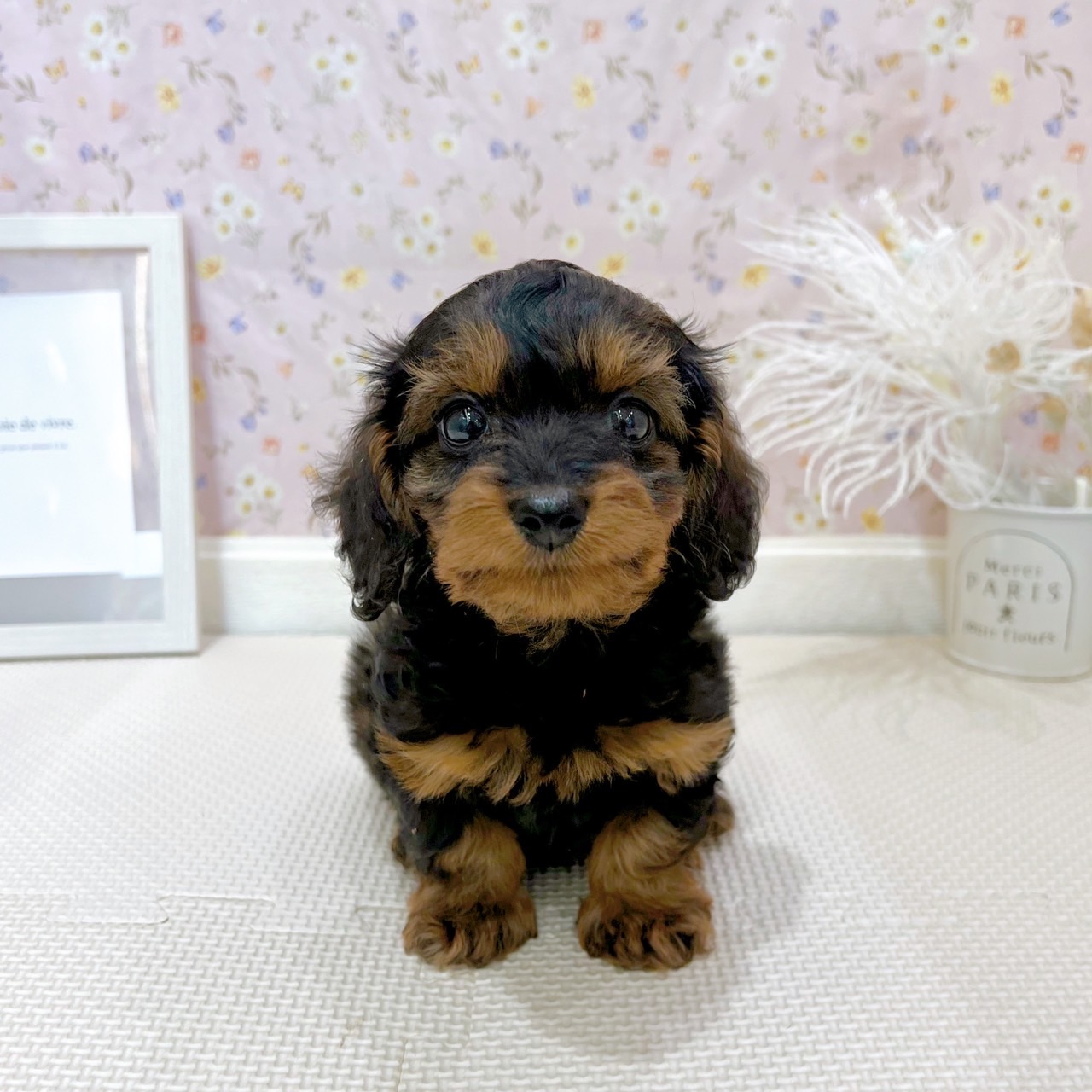 石川県のダップー(ダックス×プードル) (犬の家＆猫の里金沢店/2025年7月19日生まれ/男の子/シェーデットレッド)の子犬の1枚目の画像