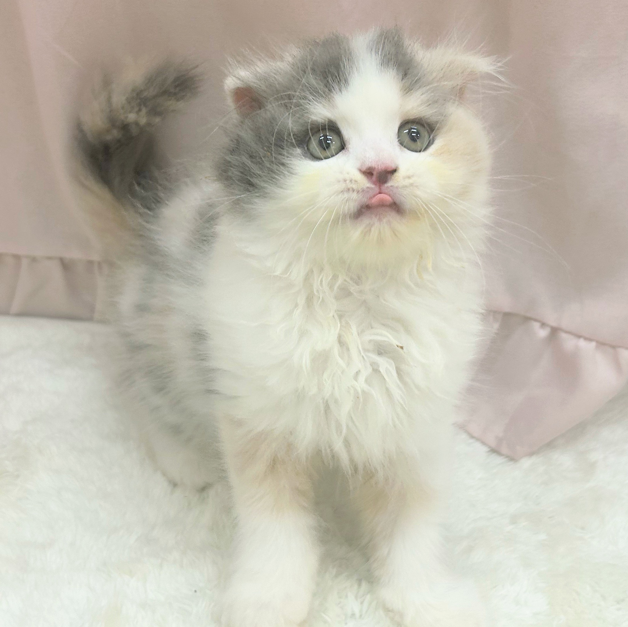 愛知県のスコティッシュフォールド (犬の家＆猫の里アミーゴ神の倉店/2025年7月20日生まれ/女の子/ブルーパッチドタビーホワイト)の子猫の2枚目の画像