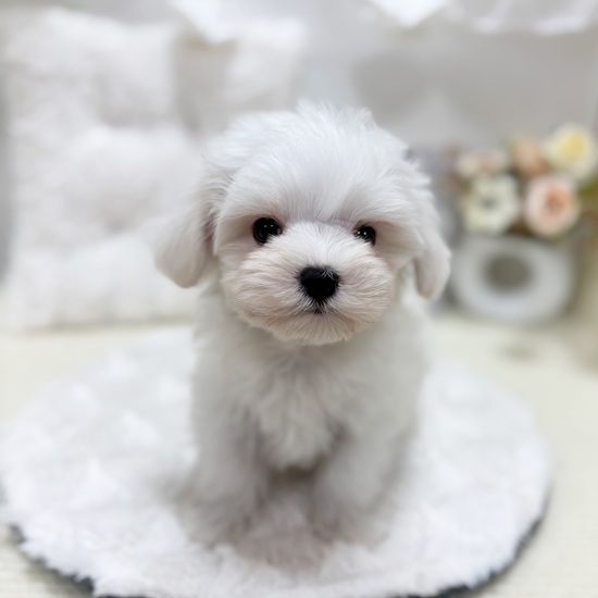 岐阜県のマルチーズ (犬の家＆猫の里カラフルタウン岐阜店/2025年7月19日生まれ/男の子/ホワイト)の子犬の2枚目の画像